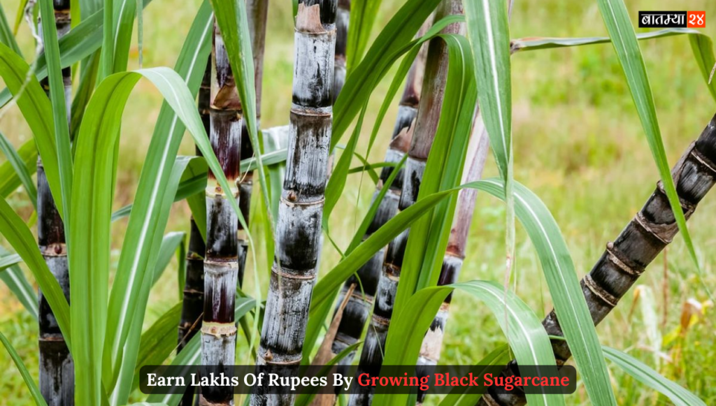 Earn lakhs of rupees by growing black sugarcane