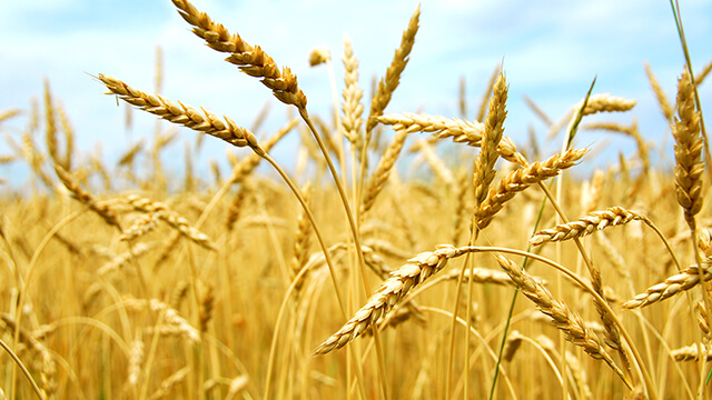 Which state produces the most wheat in India?