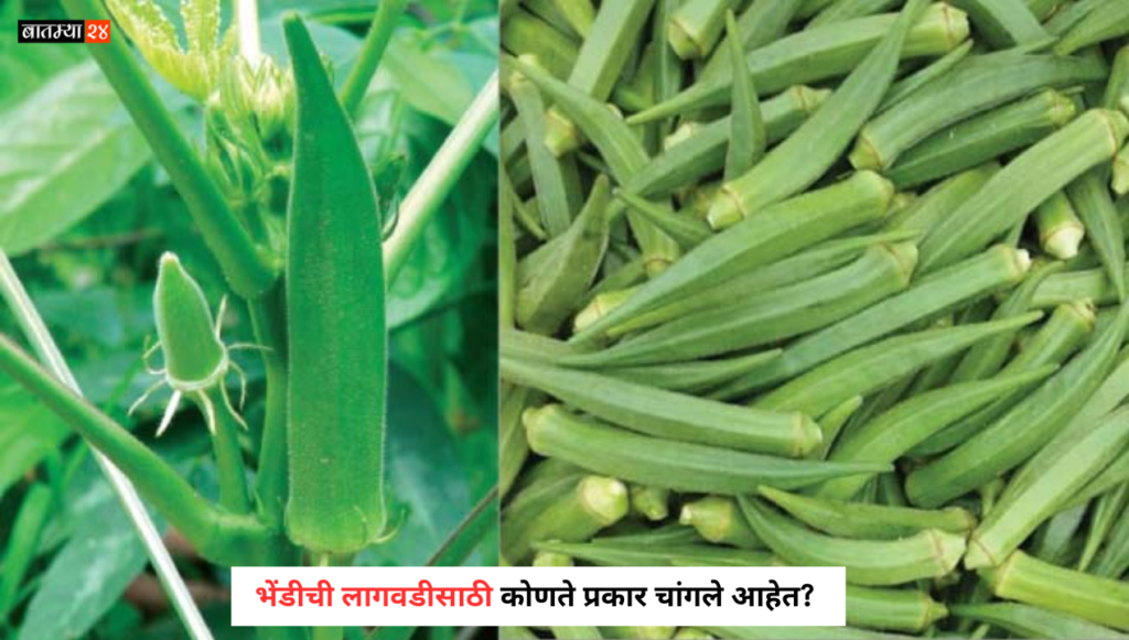 Know the benefits of which varieties are good for okra cultivation...