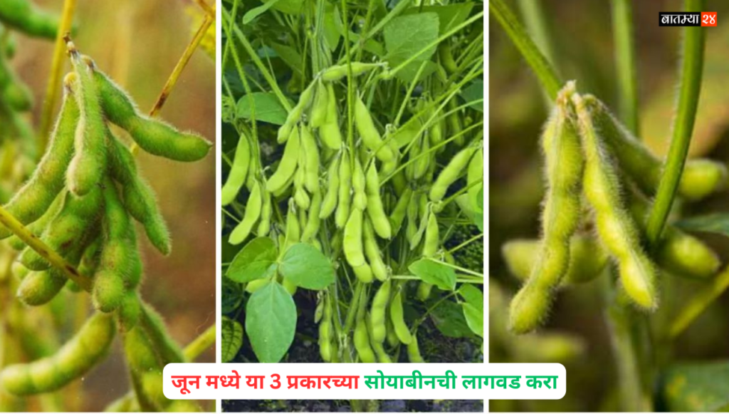 Plant These 3 Types Of Soybeans In June: जून मध्ये या 3 प्रकारच्या सोयाबीनची लागवड केल्यास, तुमच्याकडे जास्त पीक असेल…