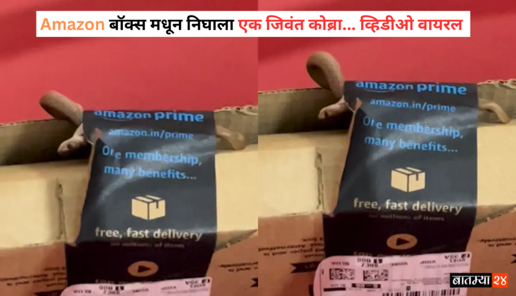 Cobra In Amazon Package Box