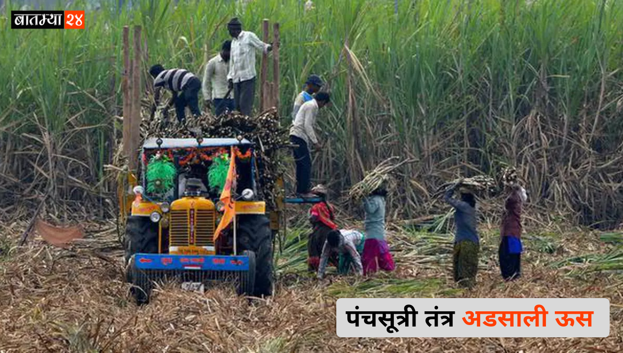 Panchasutri Tantra Sugarcane Production: उत्पादनाला चालना देण्यासाठी पंचसूत्री तंत्रज्ञानाचा वापर कसा करावा? समजून घ्या..