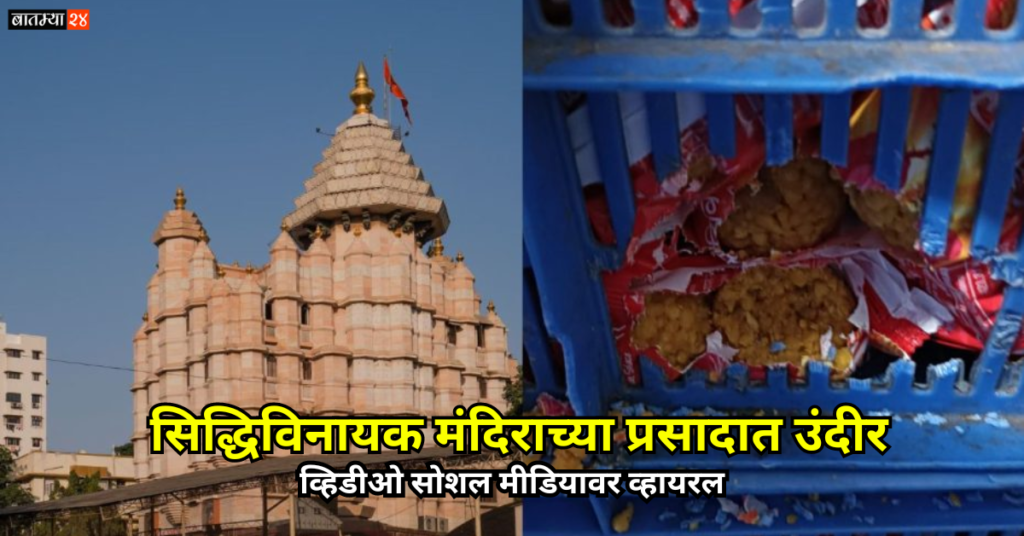 सिद्धिविनायक मंदिराच्या प्रसादात उंदीर; व्हायरल झालेल्या व्हिडिओवर सिद्धिविनायक संस्थानची प्रतिक्रिया…