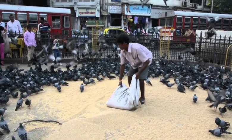 Feeding pigeons in Mumbai-Dadar