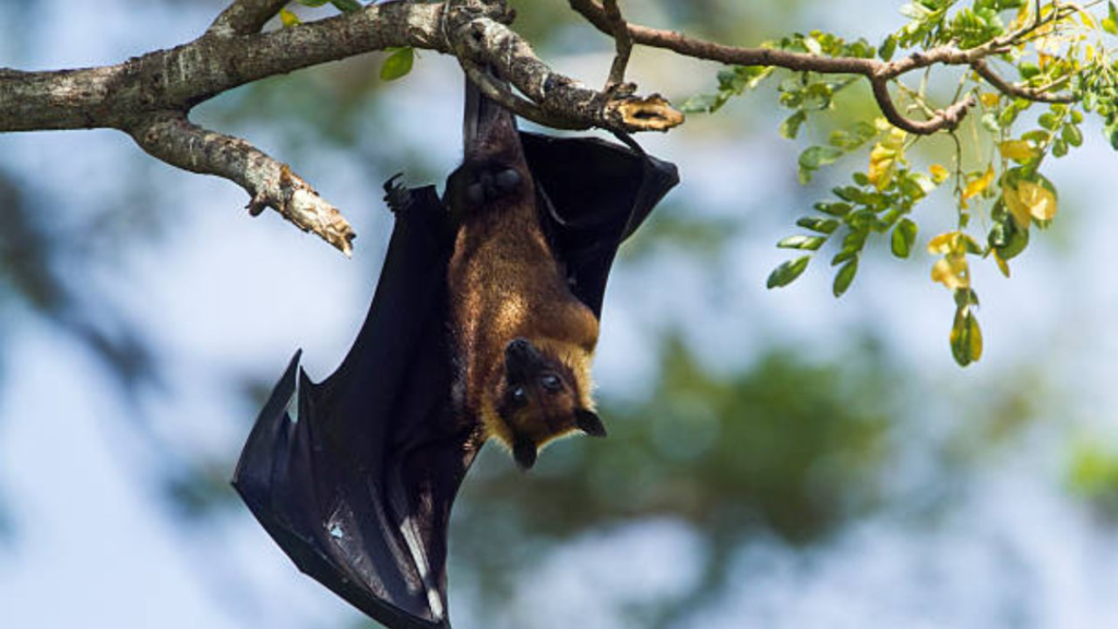 Why do bats always hang upside down