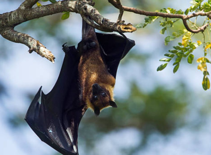 Why do bats always hang upside down