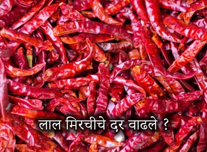 Red Chilli Price Today in Sangli Market – Lavangi Bedgi Sankeshwar Chilli Rate