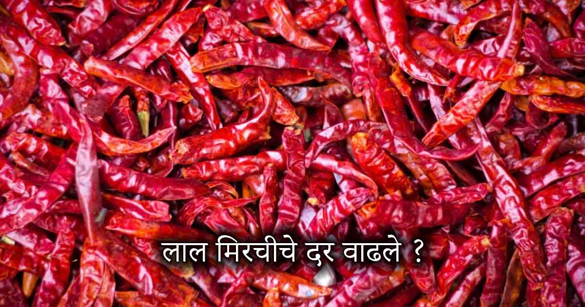 Red Chilli Price Today: लाल मिरचीचे दर 60% वाढले! ‘ही’ मिरची विकली जाते सोन्यासारख्या भावात