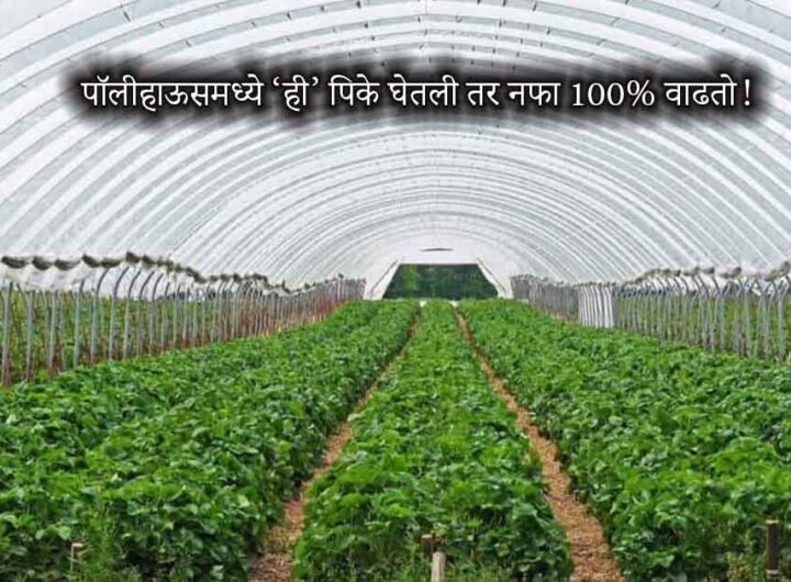 Polyhouse Farming Crops for High Profit – Best Crops in Polyhouse Marathi