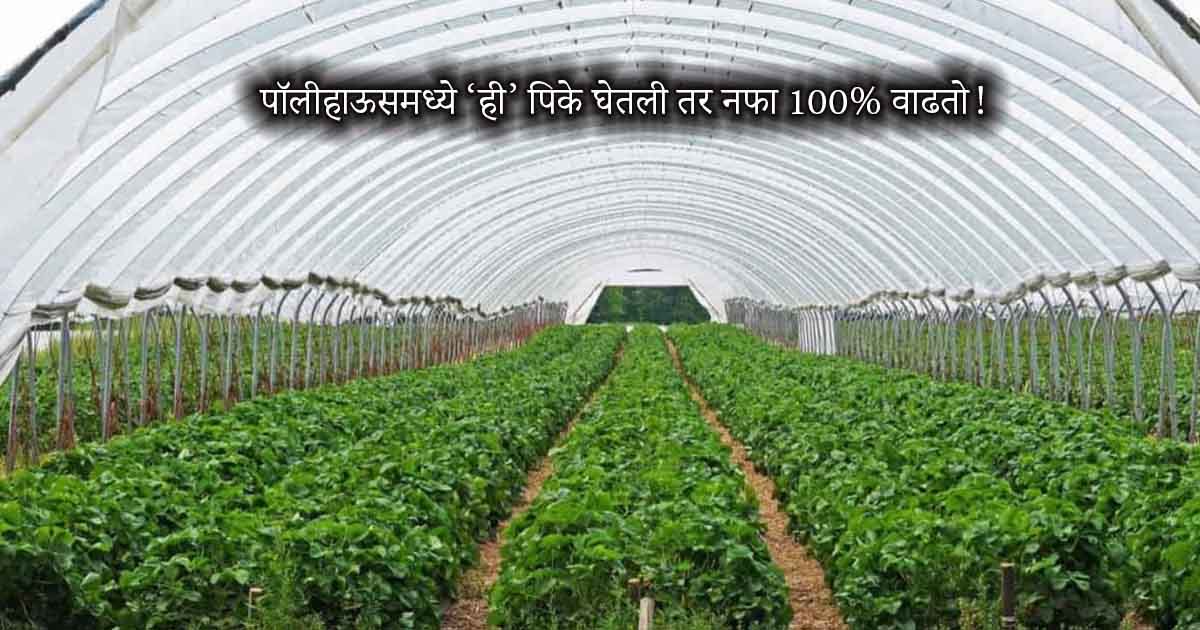 Polyhouse Farming Profit: पॉलीहाऊसमध्ये ‘ही’ पिके घेतली तर नफा 100% वाढतो! शेतकऱ्यांसाठी फायद्याची माहिती
