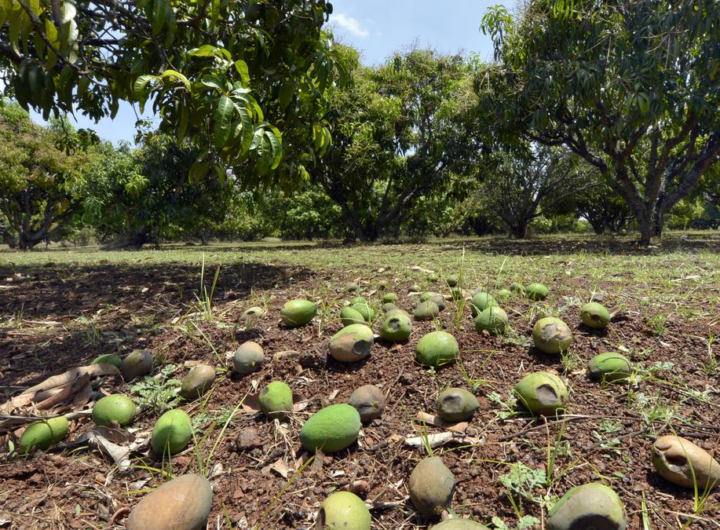 Unseasonal rain damages mango and grape crops in Maharashtra weather update