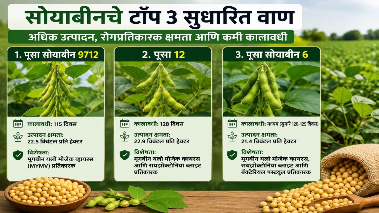 सोयाबीन उत्पादक शेतकऱ्यांसाठी कामाची बातमी! या 3 वाणांमध्ये रोगप्रतिकारक क्षमता, उत्पादनही चांगले