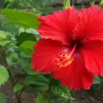 लाल रंगाच्या सुंदर जास्वंद फुलांनी बहरलेले झाड