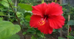 लाल रंगाच्या सुंदर जास्वंद फुलांनी बहरलेले झाड