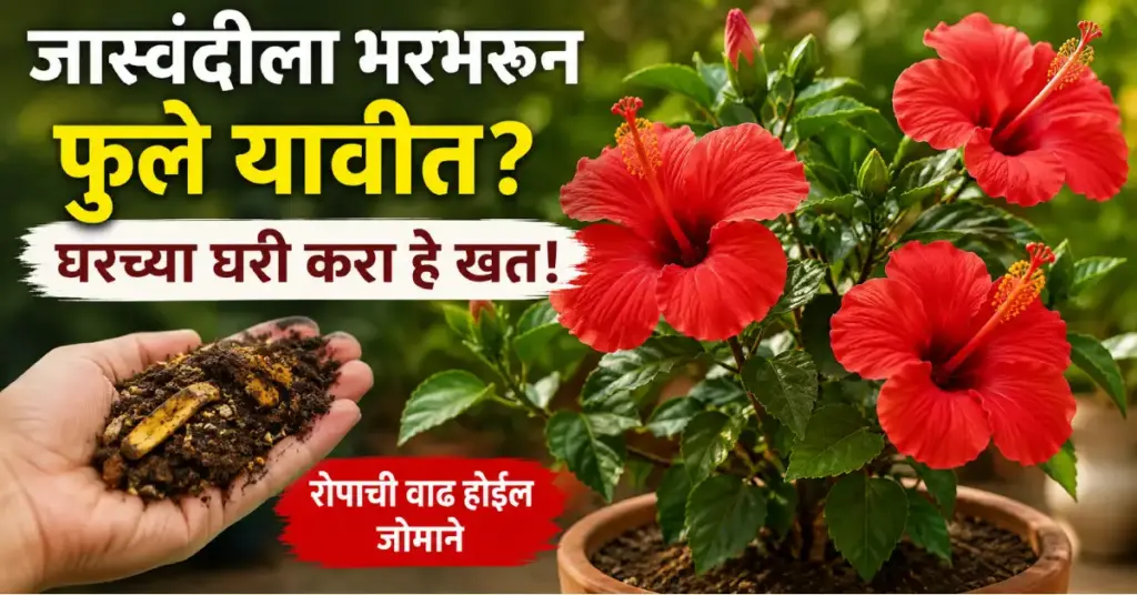 जास्वंदीच्या रोपाला भरपूर फुले येण्यासाठी घरगुती खत
