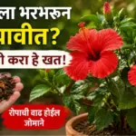 जास्वंदीच्या रोपाला भरपूर फुले येण्यासाठी घरगुती खत