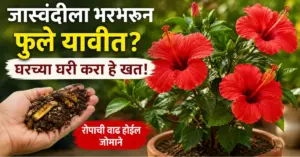 जास्वंदीच्या रोपाला भरपूर फुले येण्यासाठी घरगुती खत
