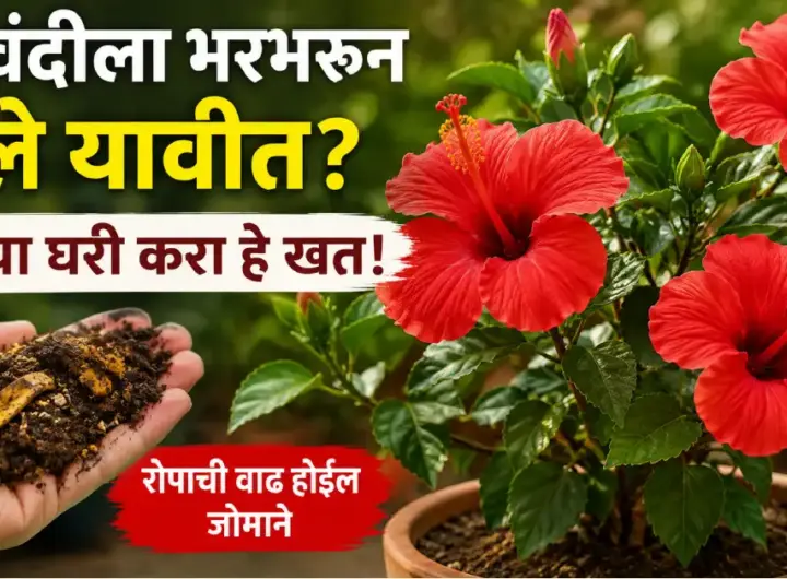जास्वंदीच्या रोपाला भरपूर फुले येण्यासाठी घरगुती खत